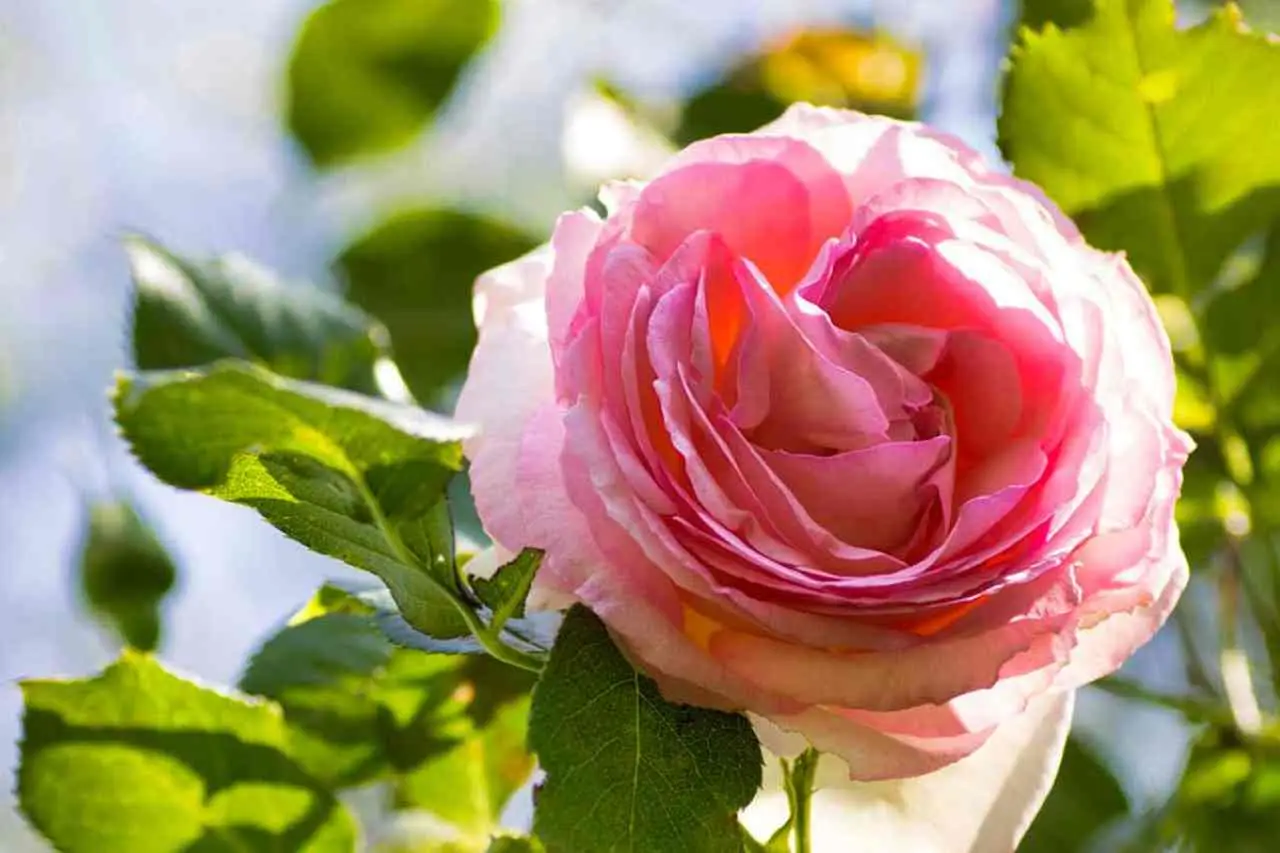 Strategie per ridare vigore a una rosa inglese in sofferenza Immagine selezionata