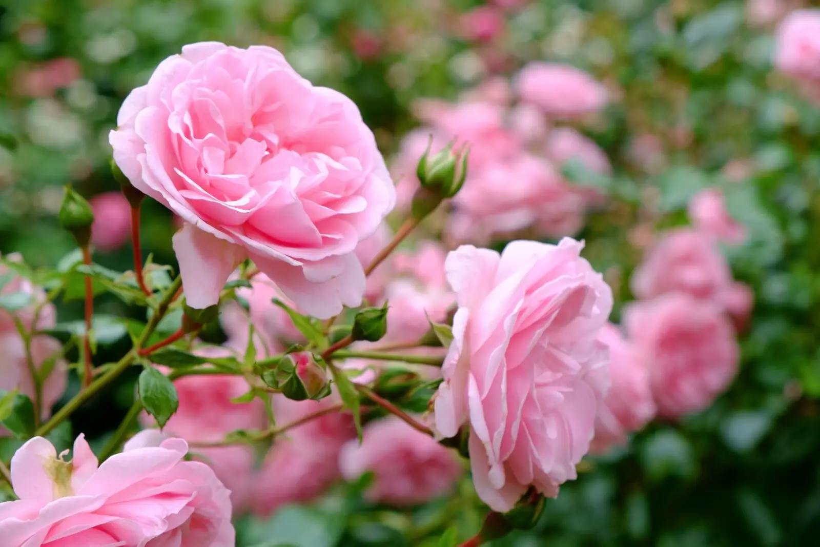 Strategie per ridare vigore a una rosa inglese in sofferenza Immagine selezionata