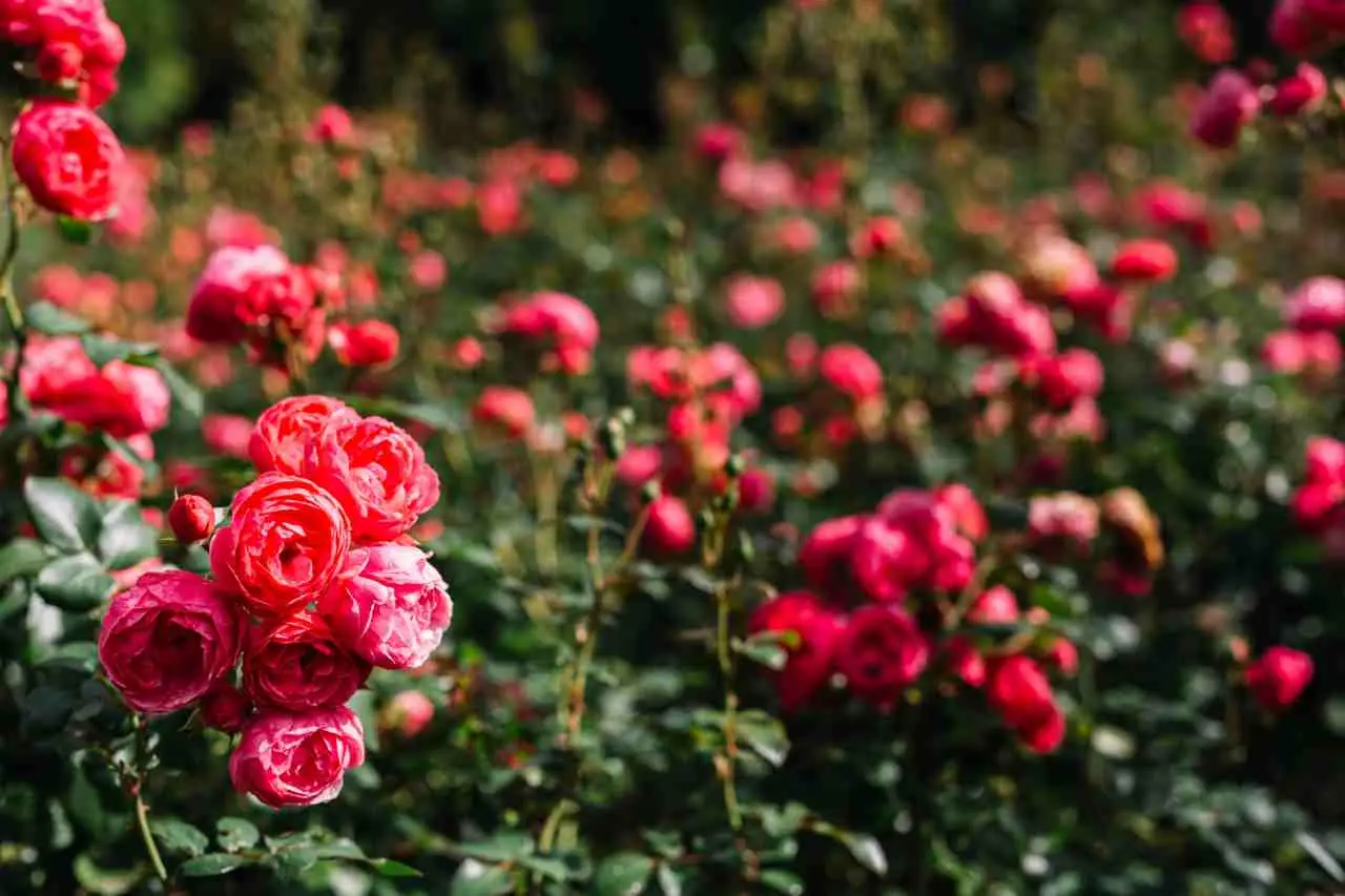 Strategie per ridare vigore a una rosa inglese in sofferenza Immagine selezionata