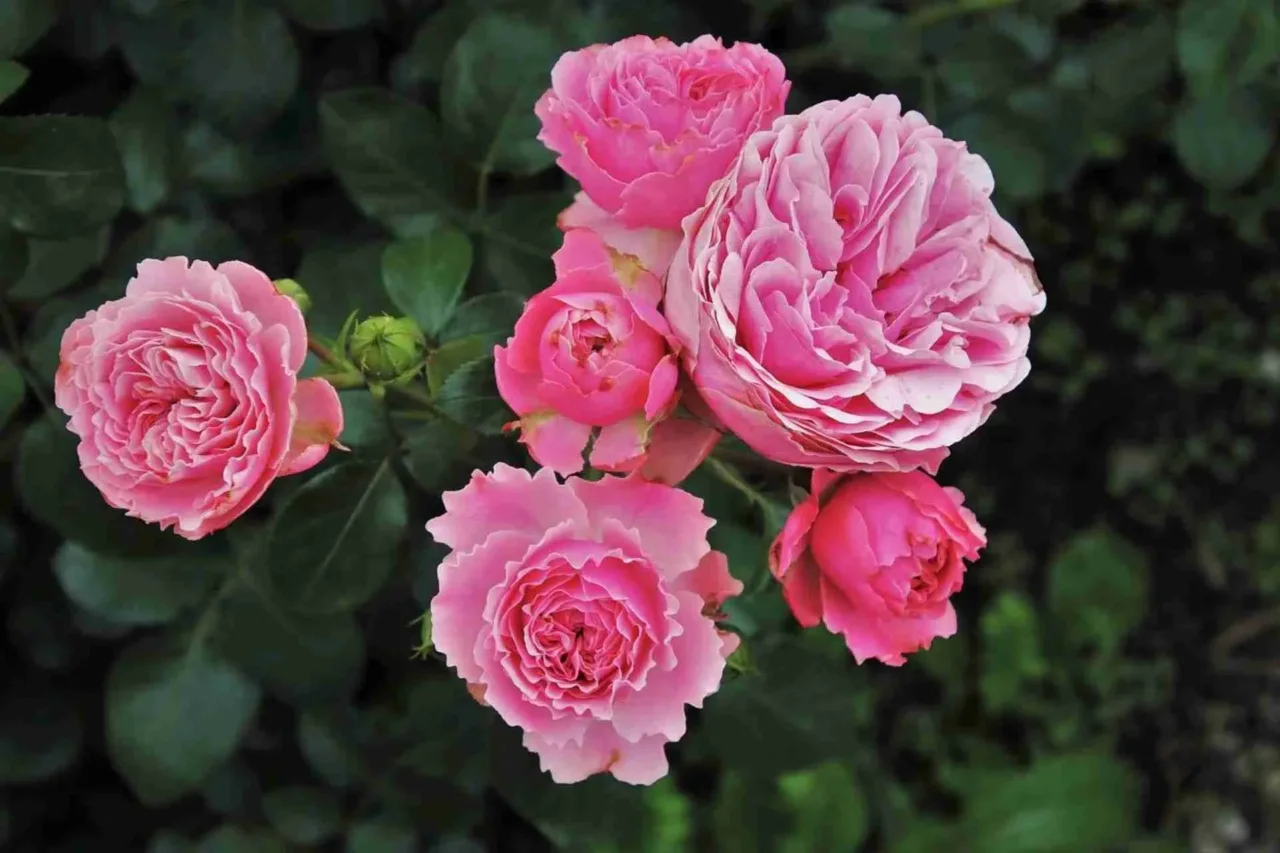 Strategie per ridare vigore a una rosa inglese in sofferenza Immagine selezionata