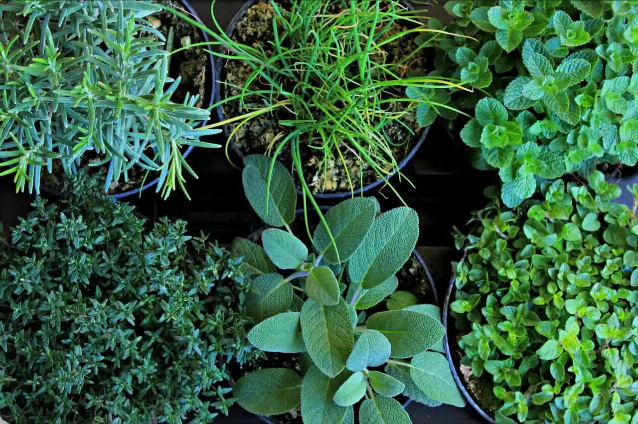 Guida pratica per coltivare erbe aromatiche sul balcone Guida pratica per coltivare erbe aromatiche sul balcone