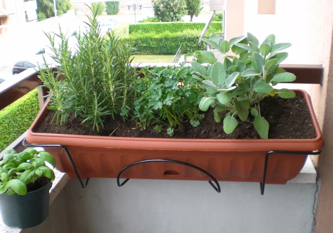 Guida pratica per coltivare erbe aromatiche sul balcone Immagine selezionata