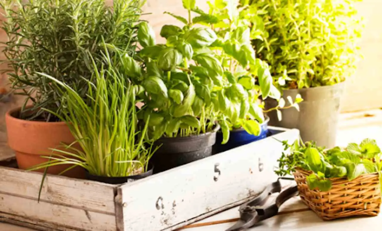 Guida pratica per coltivare erbe aromatiche sul balcone Immagine selezionata
