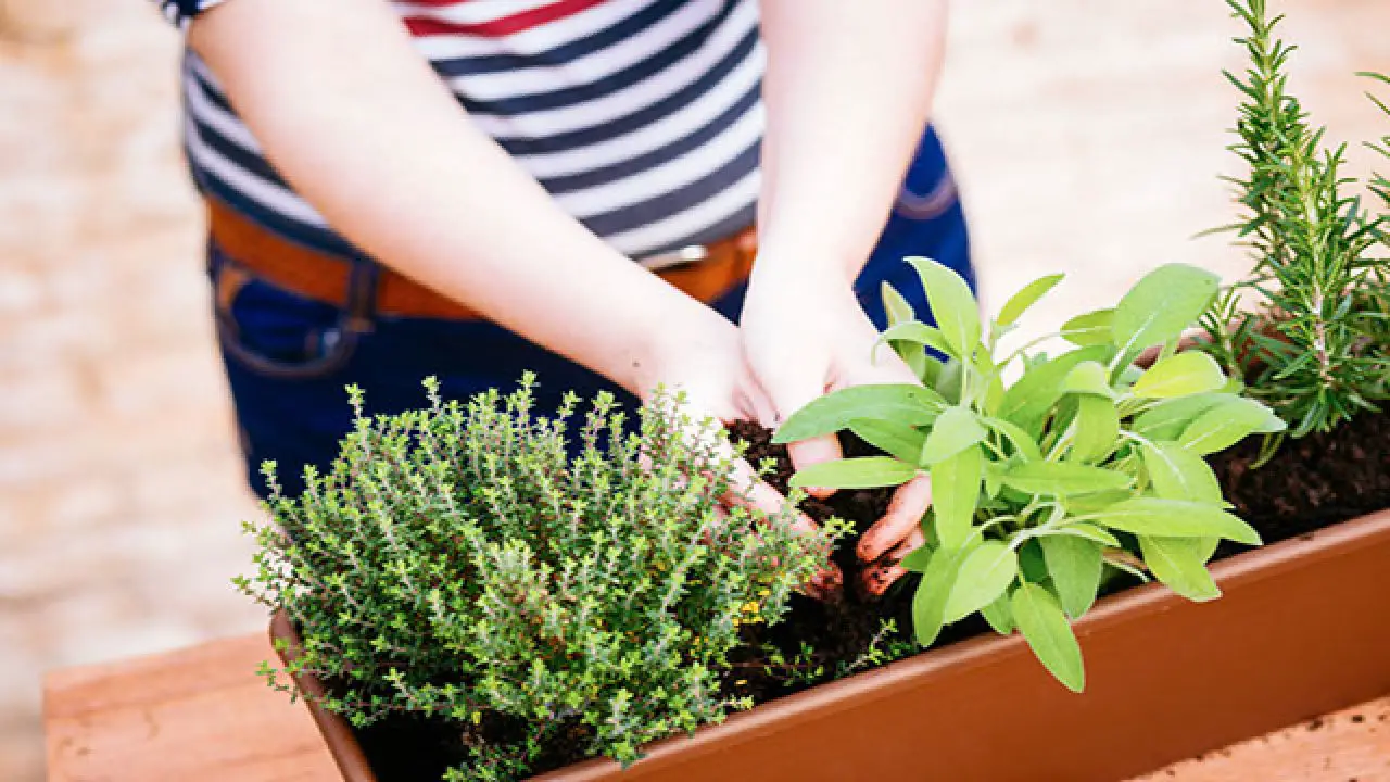 Guida pratica per coltivare erbe aromatiche sul balcone Immagine selezionata