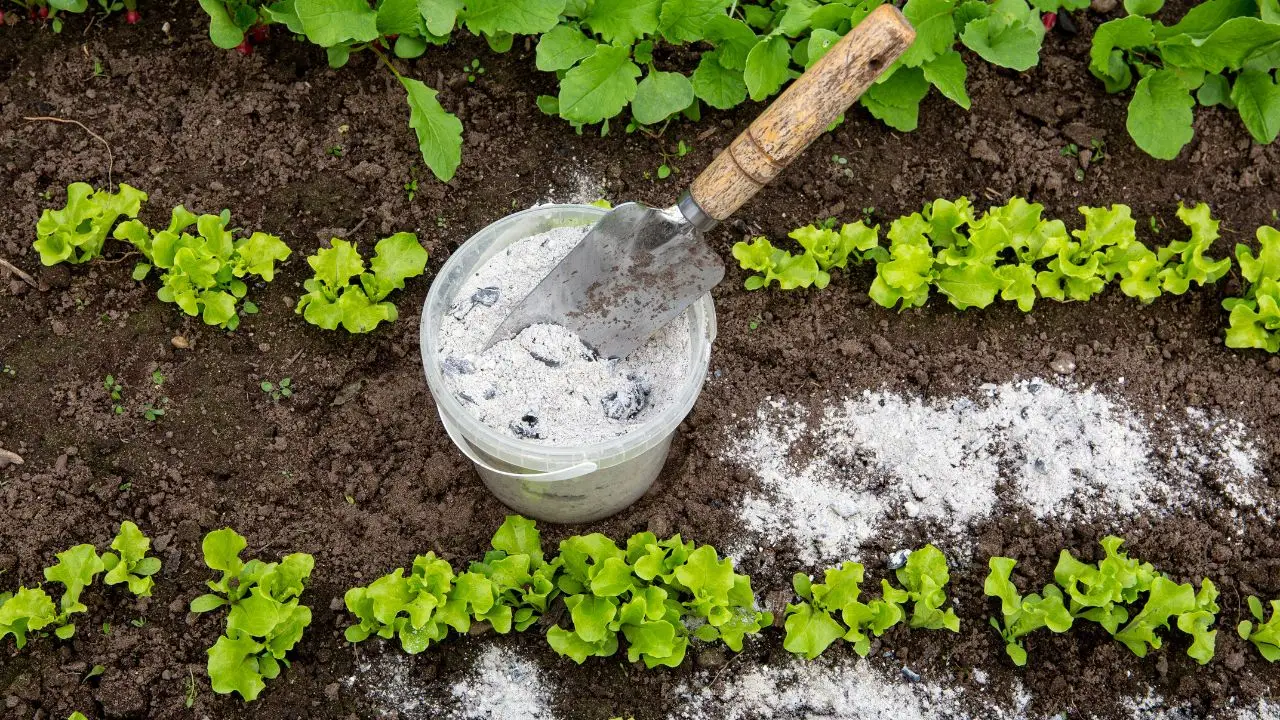 Terreno acido: come scoprirlo con il metodo del bicarbonato Immagine selezionata