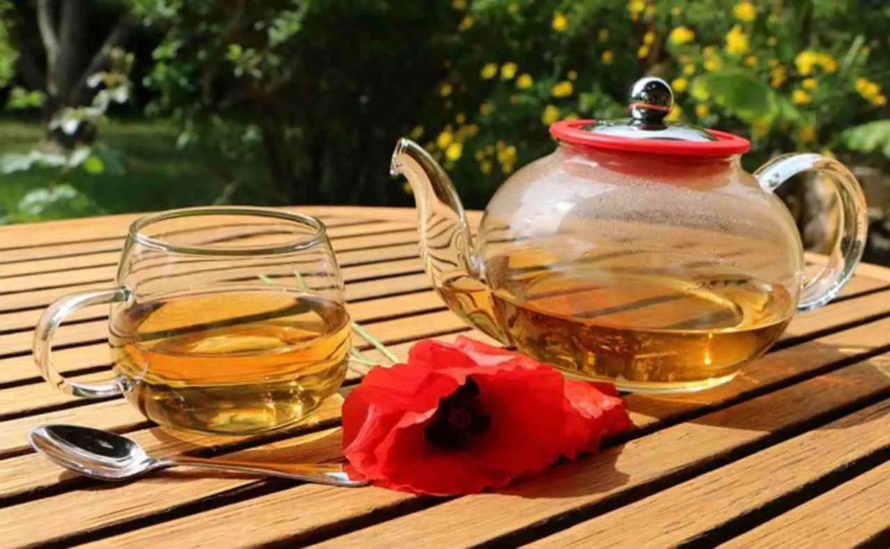 Tè usato: un alleato naturale per concimare le piante Tè usato: un alleato naturale per concimare le piante