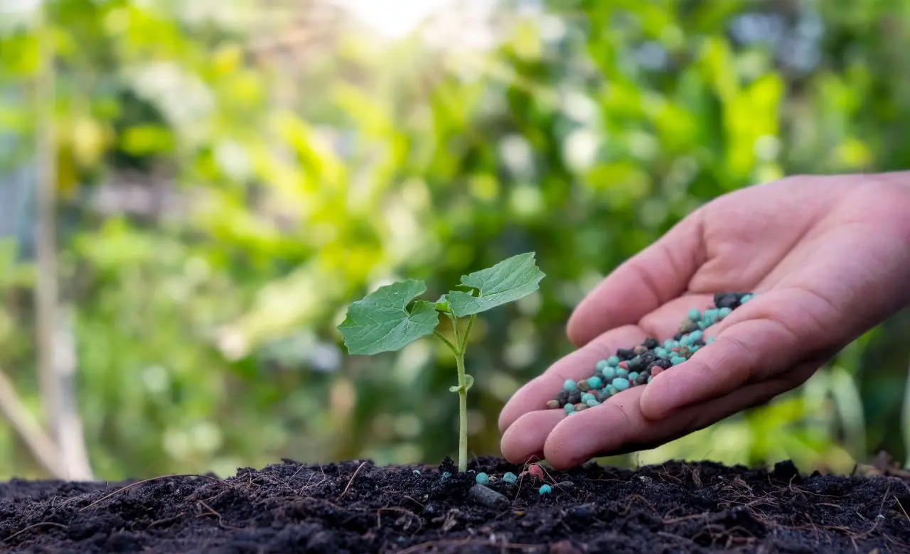 Concimazione naturale: scopri quando usare il compost in giardino Concimazione naturale: scopri quando usare il compost in giardino