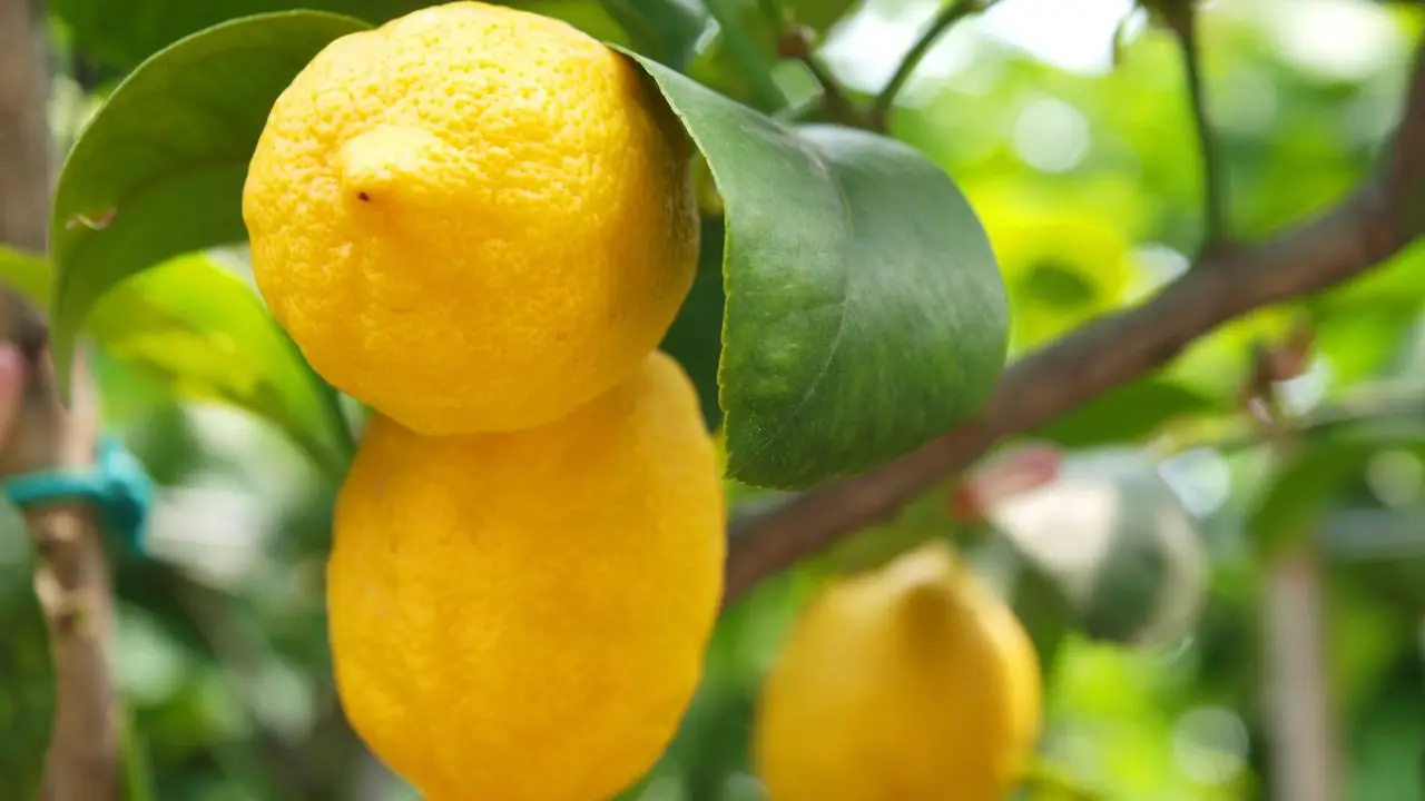 Limone in vaso: il metodo degli agronomi per avere frutti tutto l’anno Limone in vaso: il metodo degli agronomi per avere frutti tutto l’anno