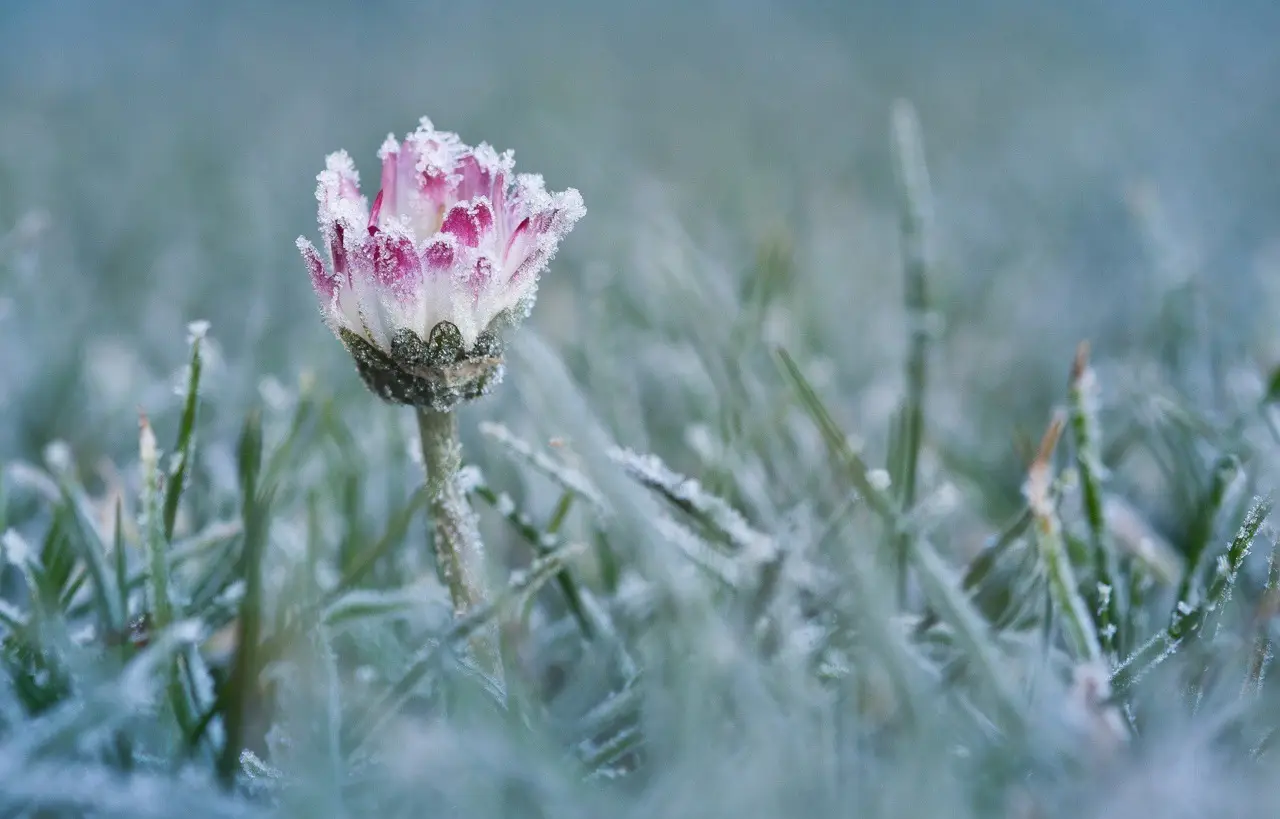 L’arbusto ideale per un giardino profumato e resistente al gelo – ecco quale scegliere L’arbusto ideale per un giardino profumato e resistente al gelo – ecco quale scegliere